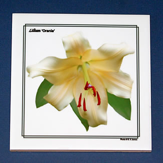 lily orania